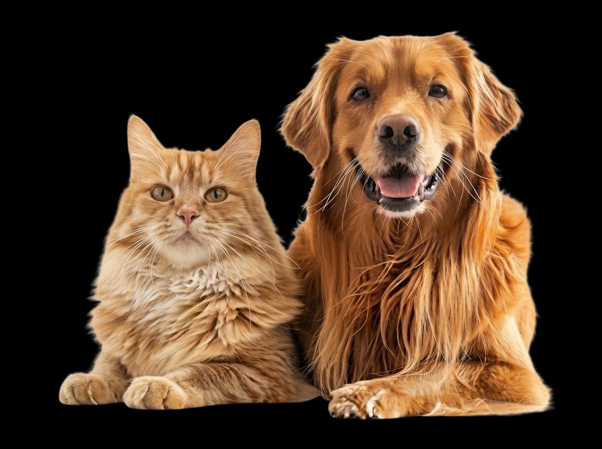 Dog and Cat